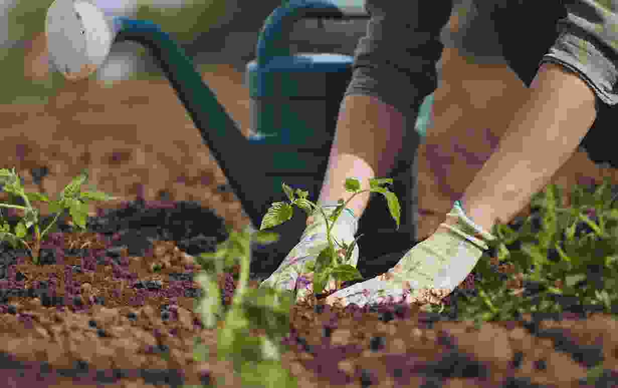 Best & Successful Tomato Cultivation Process Blog 1