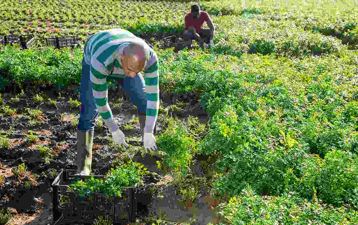 Green Leafy Vegetables And Profit Per Year Blog 11