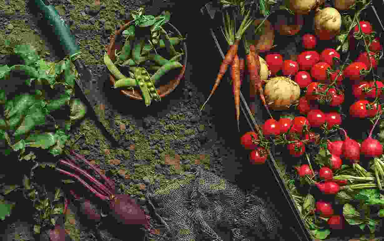 Efficient Multi Vegetable Agricultural Farms Blog 5
