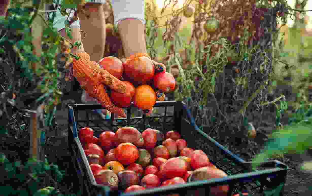 Harvesting & Handling Perishable Vegetables Blog 6